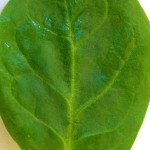 spinach-leaf