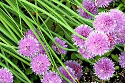 chives