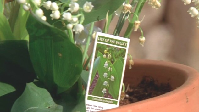 lily-of-the-valley-breaking-bad.jpg
