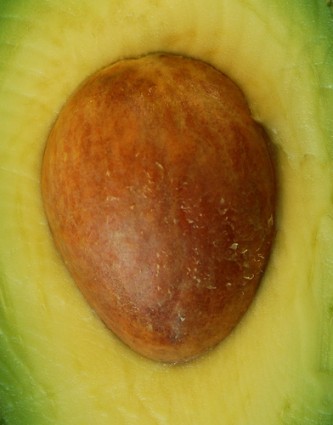 avocado