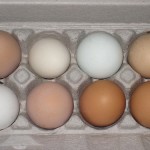 egg-carton