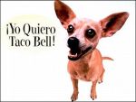 Gidget_tacobell_dog