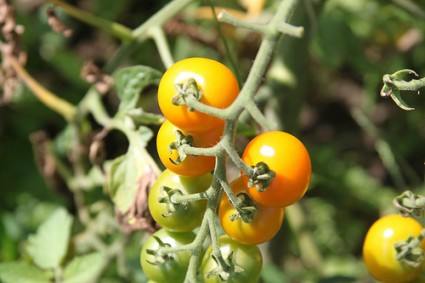 cherry tomatoes2