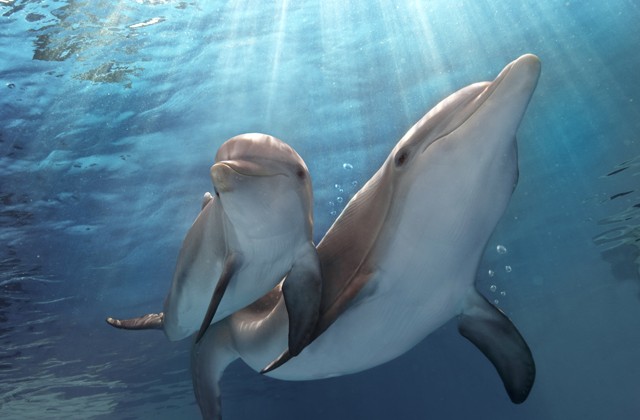 DOLPHIN TALE 2